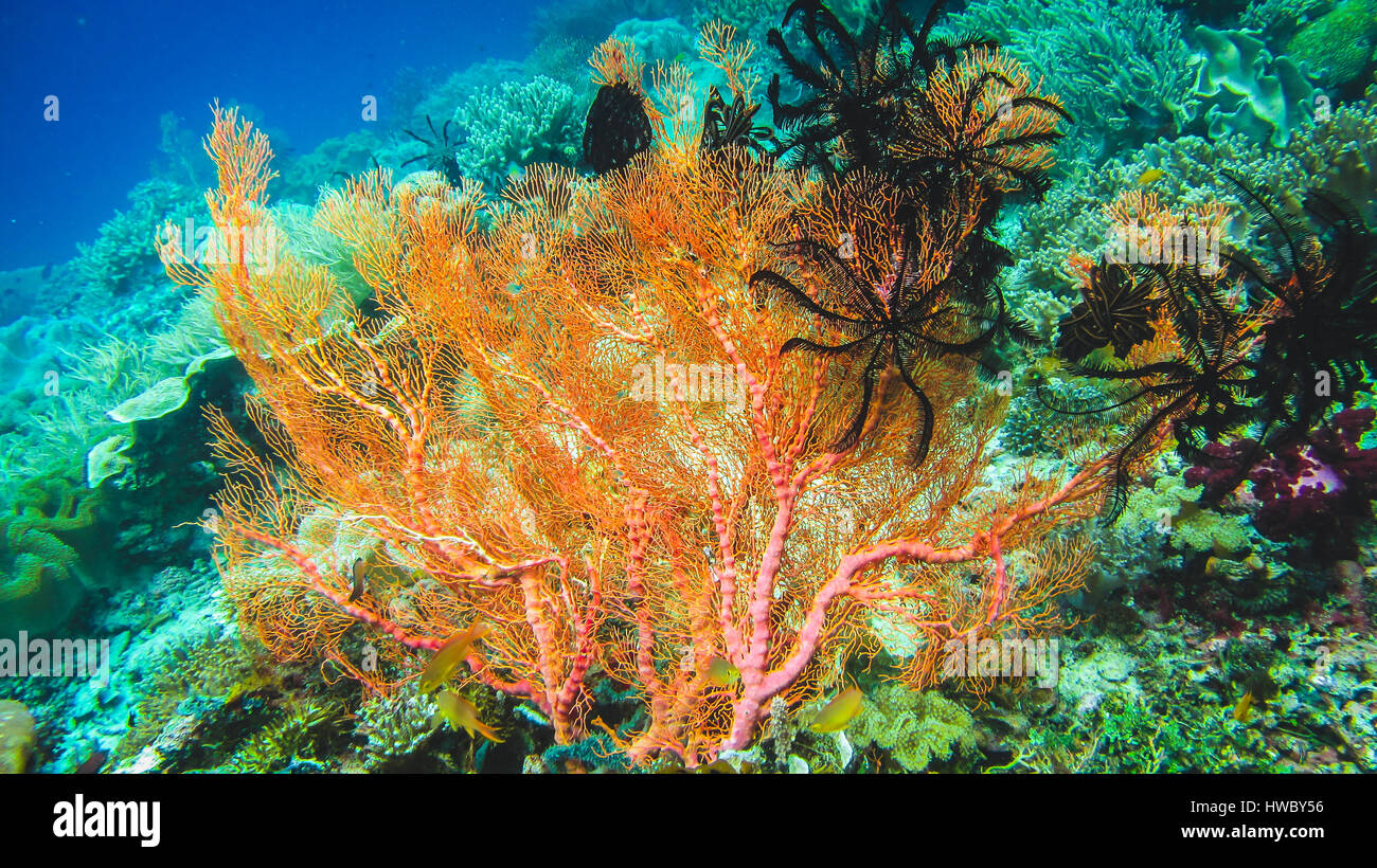 Weiche bunte Korallenriff und Taucher in Raja Ampat, Indonesien Stockfoto