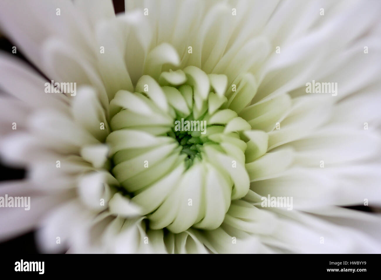 Makro weiße Chrysantheme Blume Stockfoto