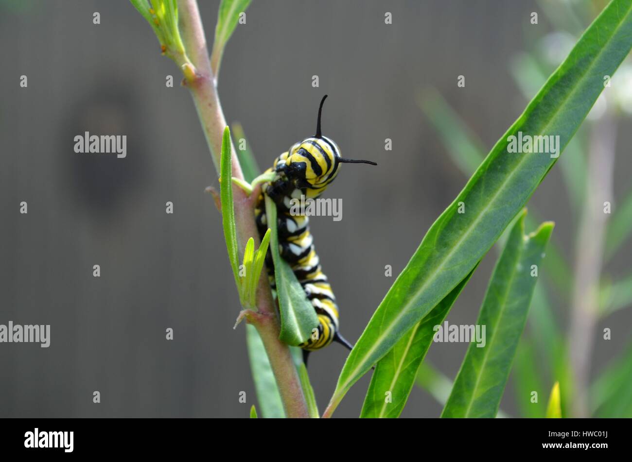 Monarch Raupe Essen fährt von der Wolfsmilch-Anlage Stockfoto