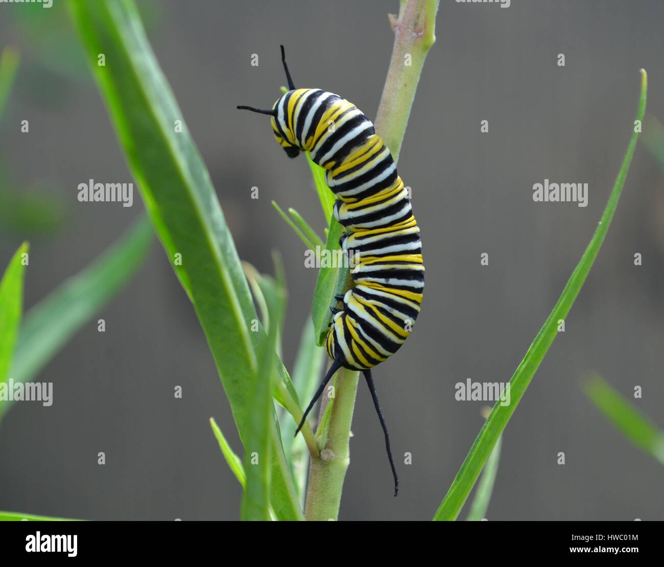 Monarch Raupe Essen fährt von der Wolfsmilch-Anlage Stockfoto