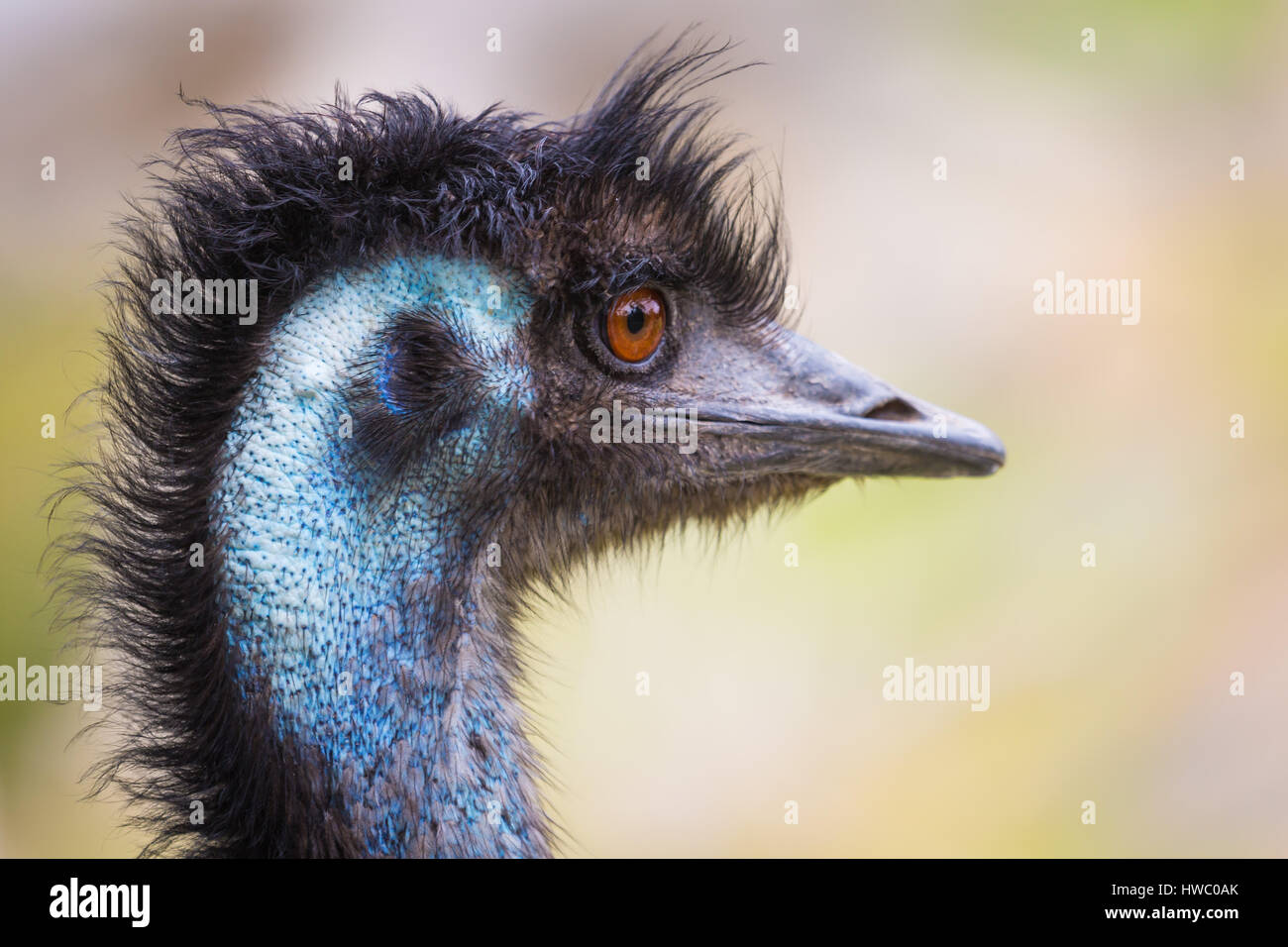 Emu Stockfoto