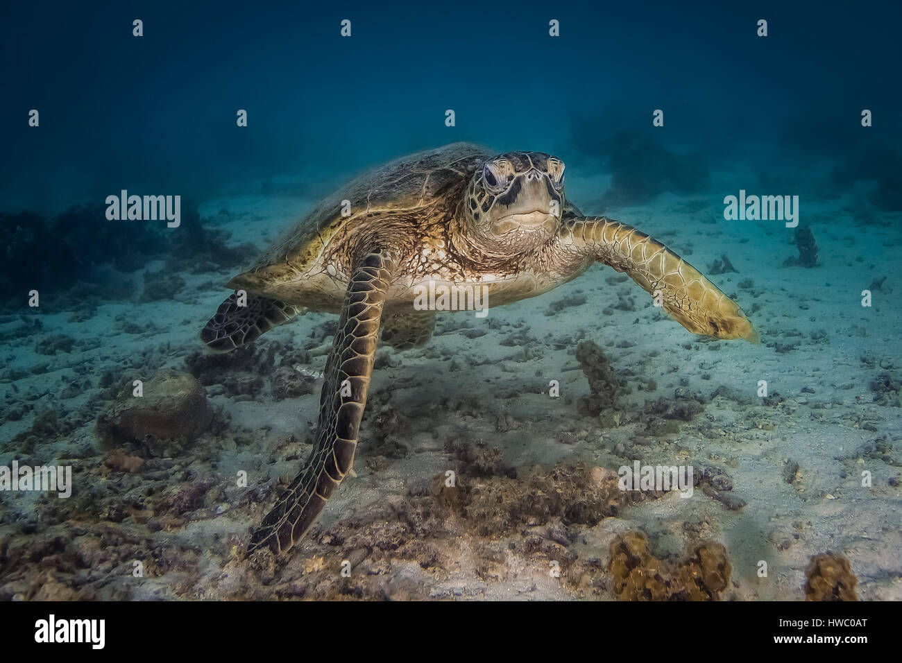 Grüne Meeresschildkröte (Chelonia Mydas) Stockfoto