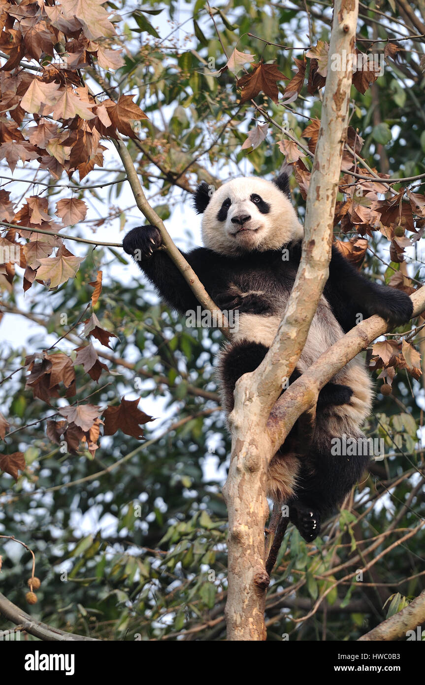 Pandababy Stockfoto