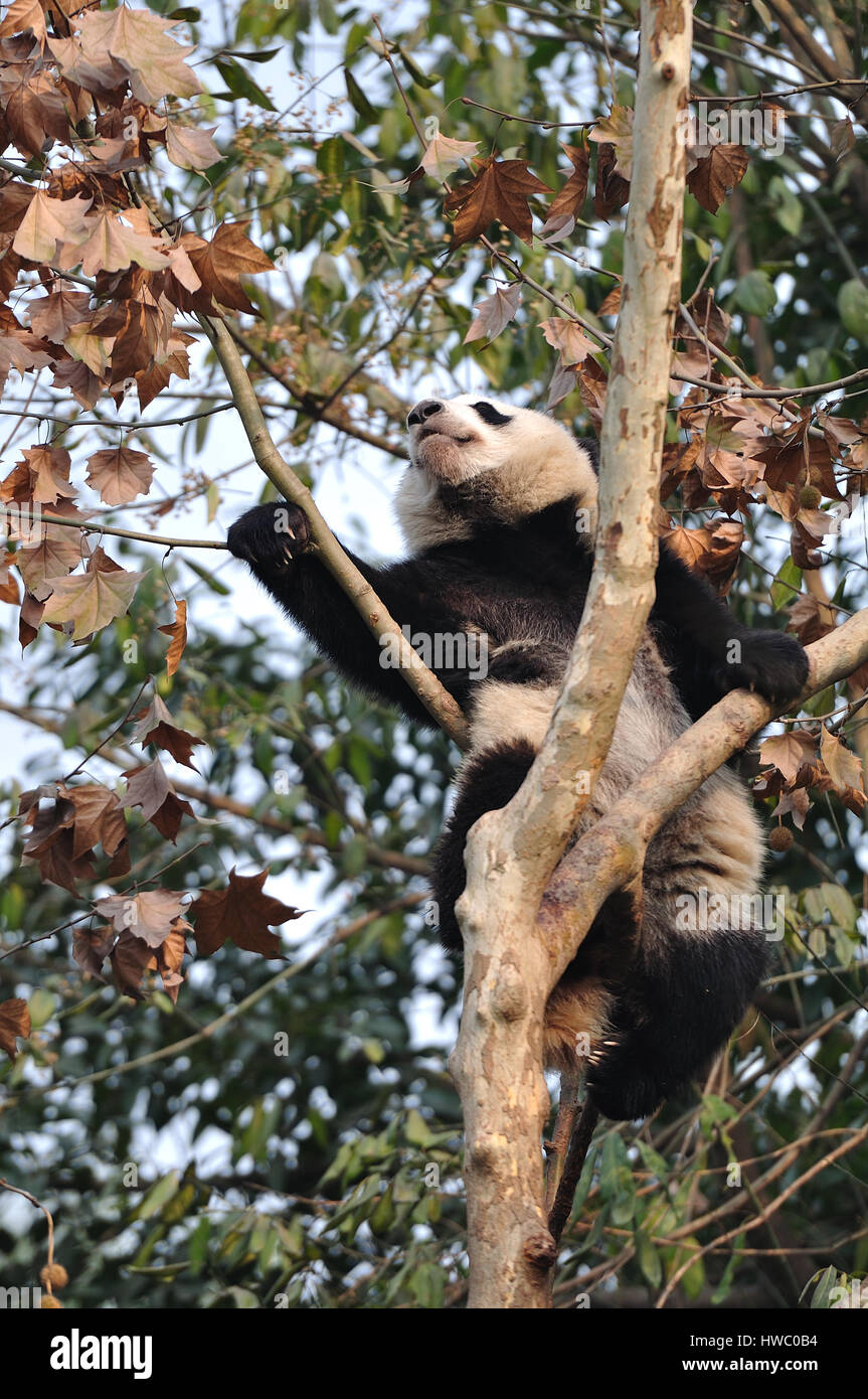 Pandababy Stockfoto