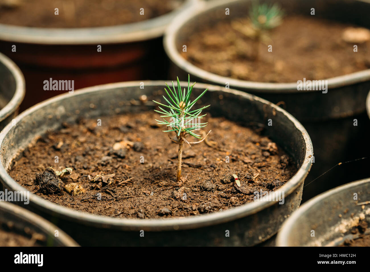 Kleine grüne Sprossen Cedar Tree Pflanze mit Blatt, Blätter wachsen aus dem Boden im Topf im Gewächshaus oder Gewächshaus. Frühling, Konzept des neuen Lebens. Stockfoto