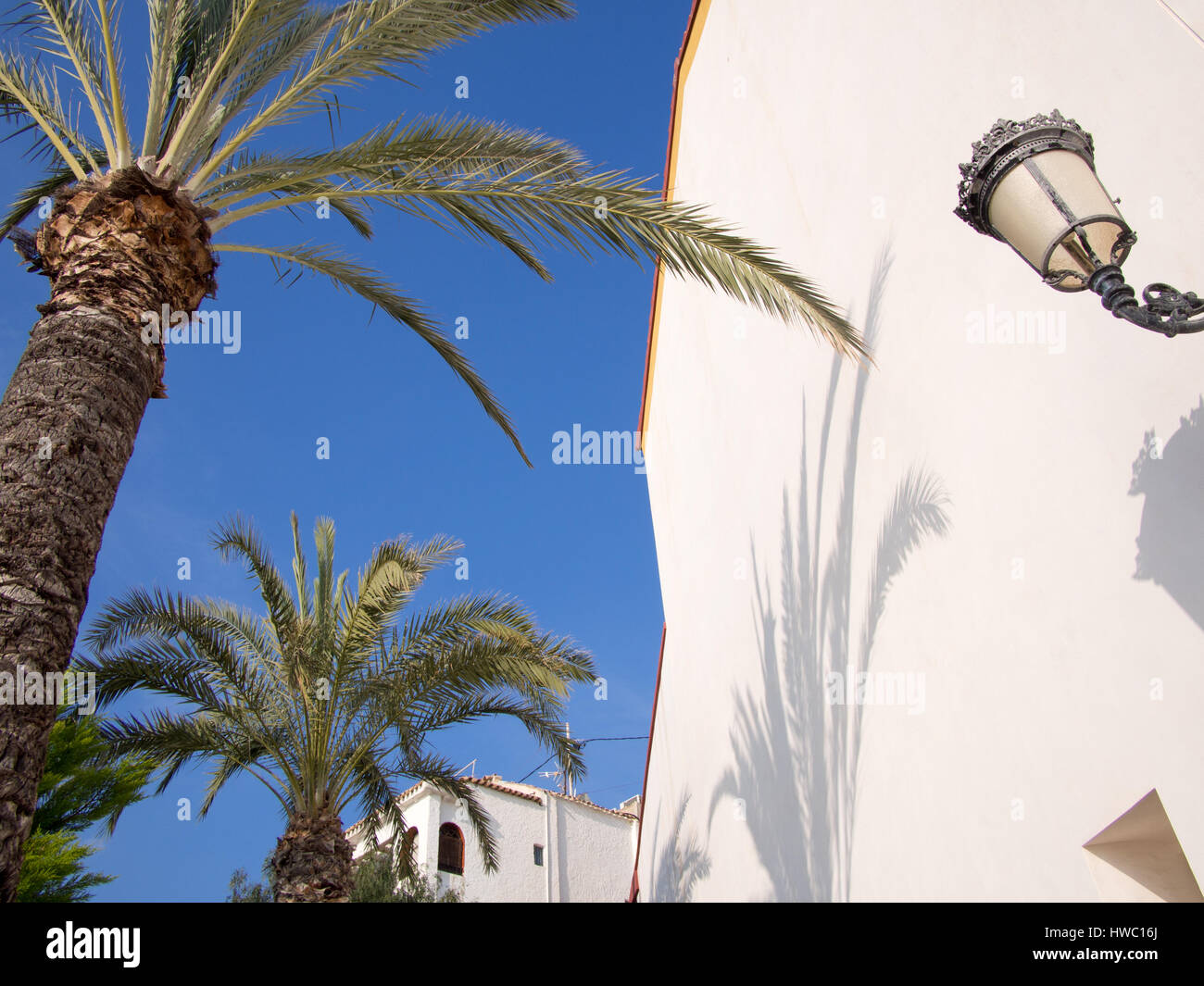 Palmen Sie und Gebäude in Benidorm, Spanien. Stockfoto