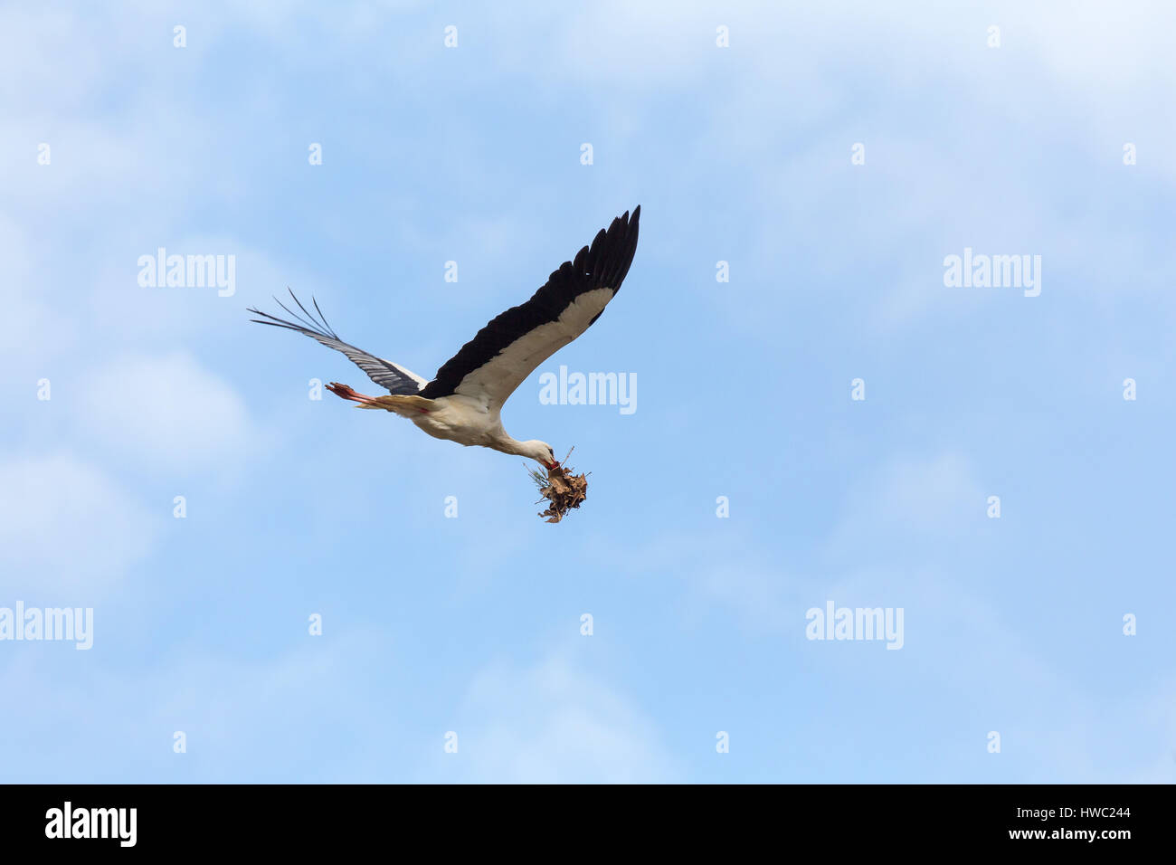 Weißstorch-Landung mit Nestmaterial. Riehen, Kanton Basel-Stadt, Schweiz. Stockfoto