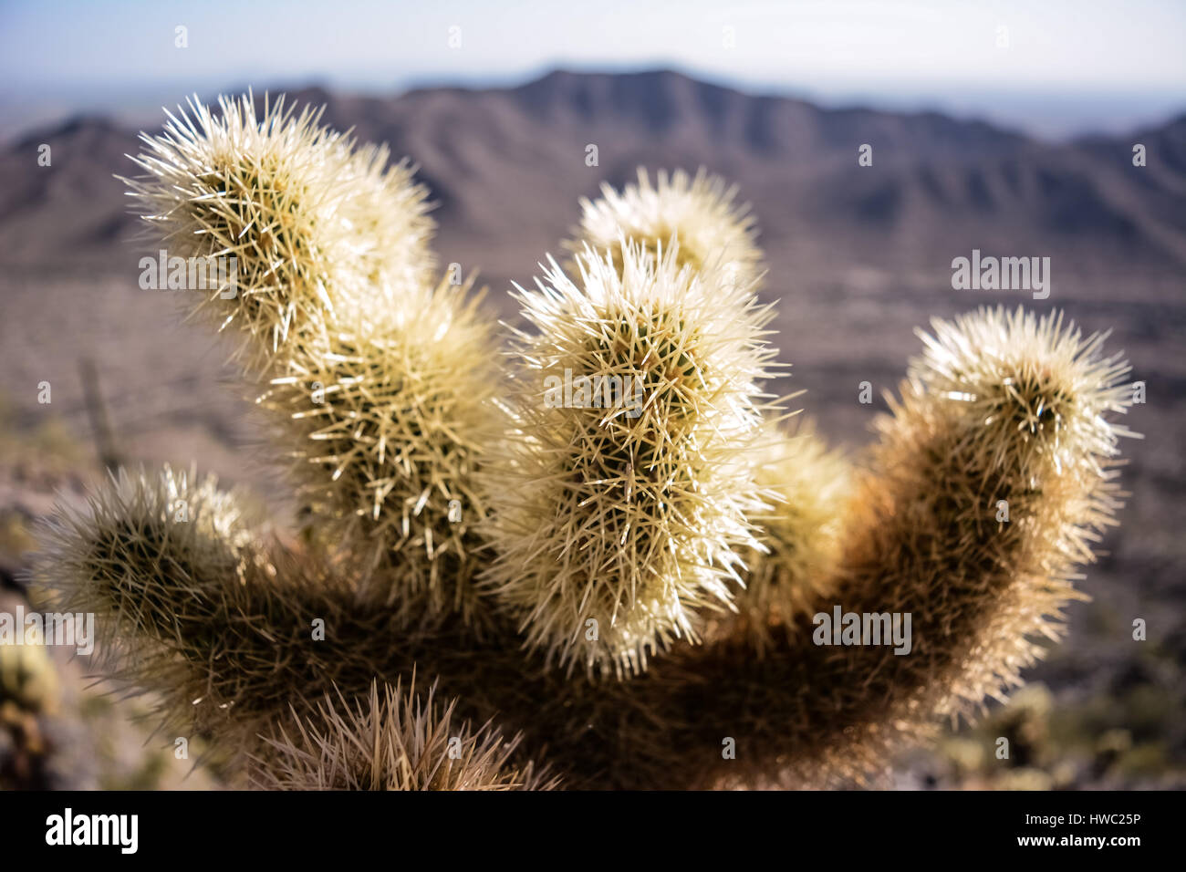 Arizona Teddybär Kaktus mit Gebirgshintergrund Stockfoto