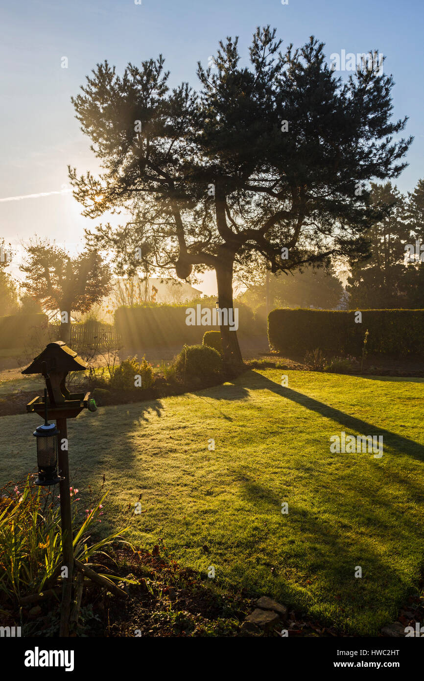 Kiefer in einem Garten Hintergrundbeleuchtung im Morgengrauen Stockfoto