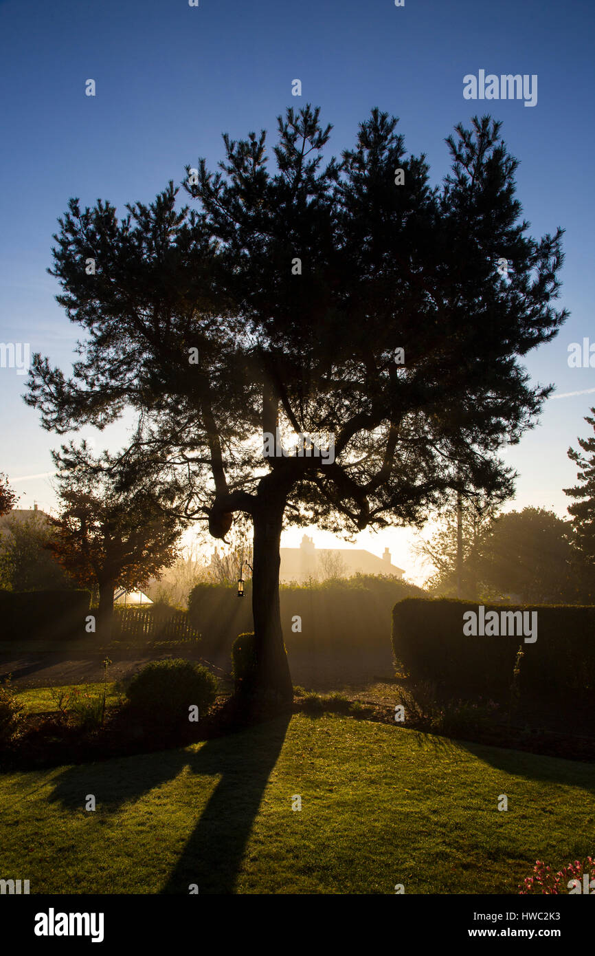 Kiefer in einem Garten Hintergrundbeleuchtung im Morgengrauen Stockfoto