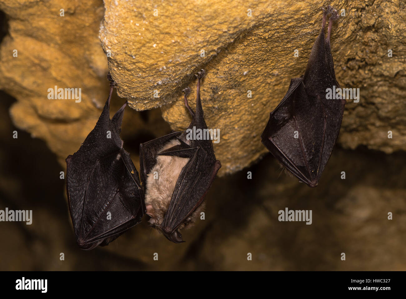 Geringerem Hufeisen Fledermäuse (Rhinolophus Hipposideros). Trio von seltenen Fledermäuse etwa zu Flug in einer Höhle in Somerset, England, UK Stockfoto