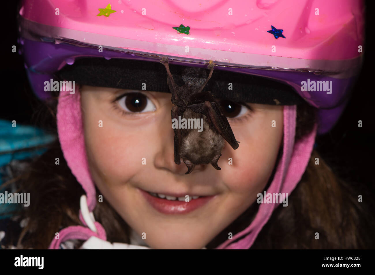 Kind Fledermaus hängen vom Helm zu betrachten. Freundlichen weniger Hufeisennase ruht auf Mädchen Fahrradhelm in einer Höhle in Somerset, Großbritannien Stockfoto