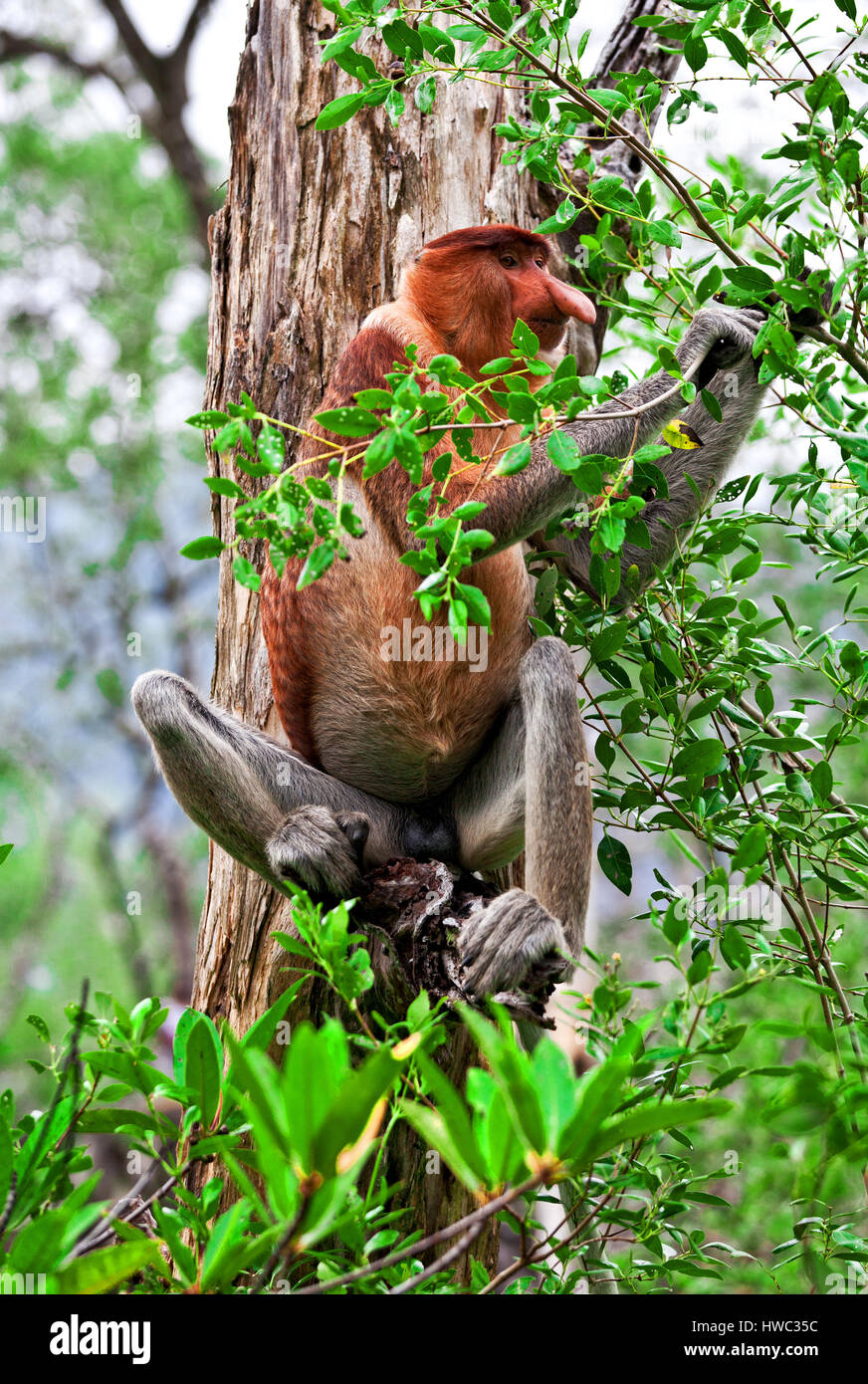 Nasenaffe im Bako Nationalpark, malaysia Stockfoto