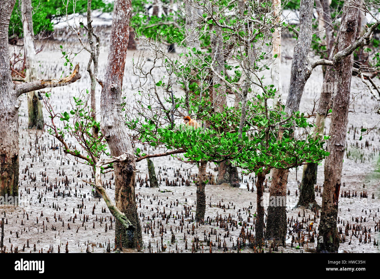 Nasenaffe im Bako Nationalpark, malaysia Stockfoto