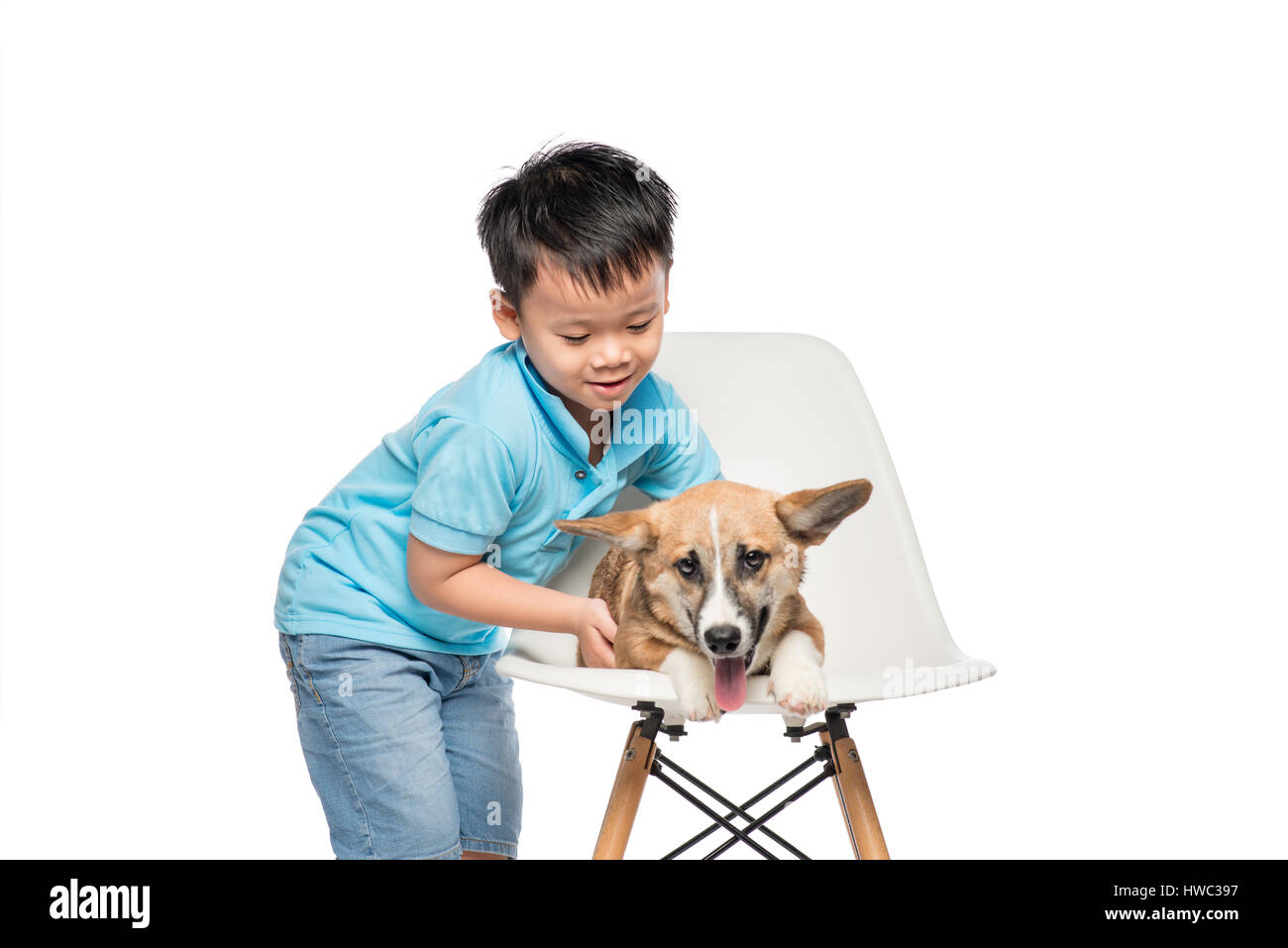 Kind Junge spielt mit kleinen Pembroke Corgi Hund isoliert auf weißem Hintergrund. Stockfoto