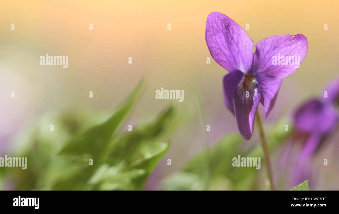Lila Iris weiche Pastellfarben Frühling Hintergrund Stockfoto