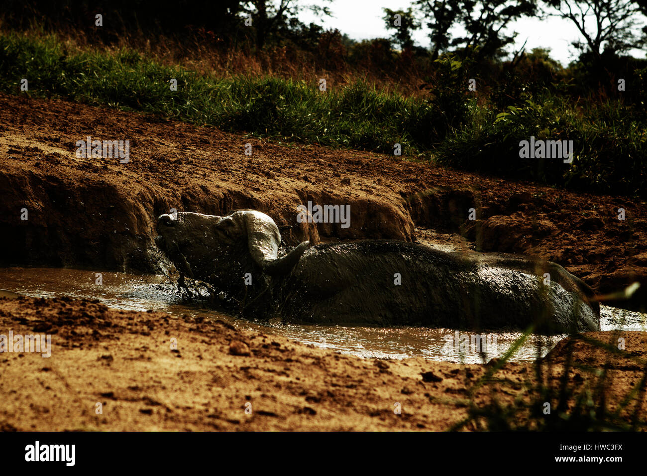 Ein Kaffernbüffel ist das Baden im Murchison Falls National Park in Uganda, Afrika. Murchison Falls National Park ist bekannt für seine Tierwelt und es gibt vier der "big Five". Der Nationalpark befindet sich im Nordwesten Ugandas und von Uganda Wildlife Authority verwaltet wird. Der Wildbestand haben sich weitgehend erholt von der Wilderei unter Idi Amin. Stockfoto