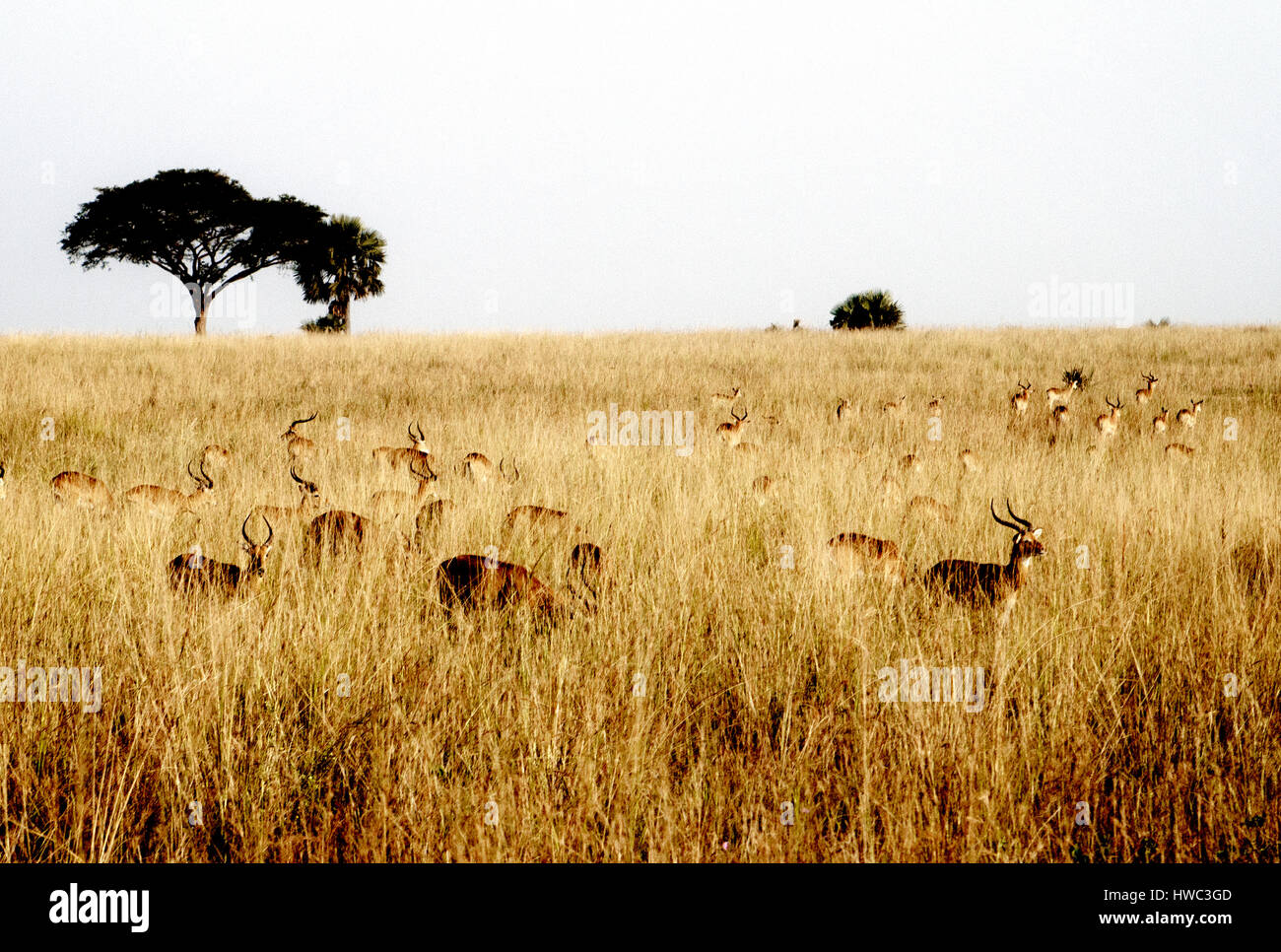 Impala-Antilopen im Murchison Falls National Park in Uganda, Afrika. Murchison Falls National Park ist bekannt für seine Tierwelt und es gibt vier der "big Five". Der Nationalpark befindet sich im Nordwesten Ugandas und von Uganda Wildlife Authority verwaltet wird. Der Wildbestand haben sich weitgehend erholt von der Wilderei unter Idi Amin. Stockfoto