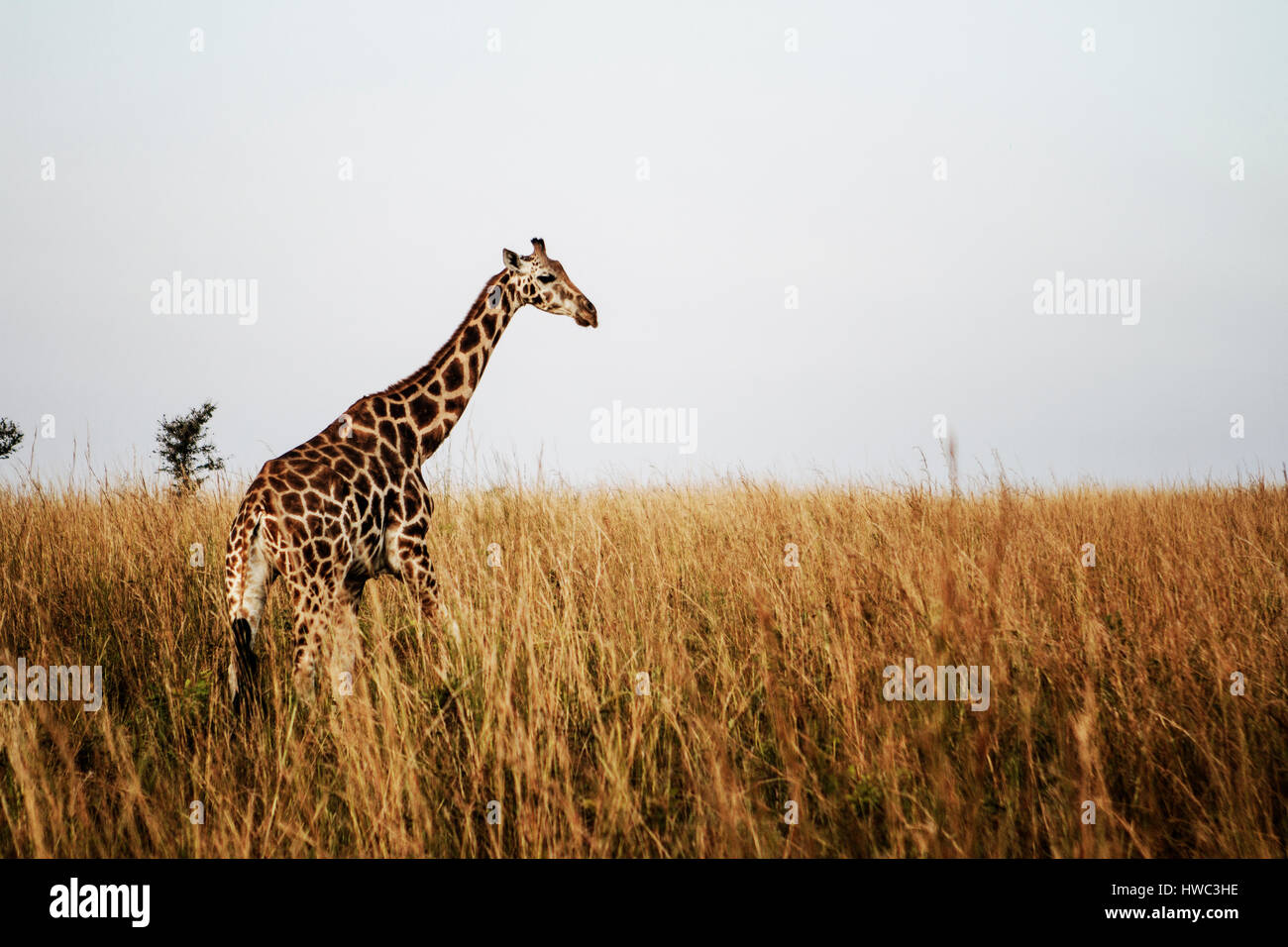 Ein Rothschild-Giraffen im Murchison Falls National Park in Uganda, Afrika. Murchison Falls National Park ist bekannt für seine Tierwelt und es gibt vier der "big Five". Der Nationalpark befindet sich im Nordwesten Ugandas und von Uganda Wildlife Authority verwaltet wird. Der Wildbestand haben sich weitgehend erholt von der Wilderei unter Idi Amin. Stockfoto