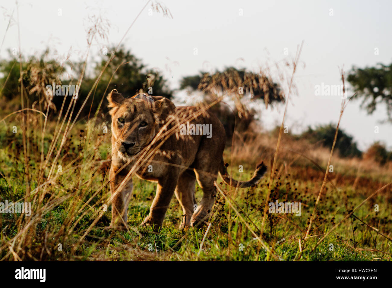 Ein Löwe im Murchison Falls nationalen Marke in Uganda, Afrika. Murchison Falls National Park ist bekannt für seine Tierwelt und es gibt vier der "big Five". Der Nationalpark befindet sich im Nordwesten Ugandas und von Uganda Wildlife Authority verwaltet wird. Der Wildbestand haben sich weitgehend erholt von der Wilderei unter Idi Amin. Stockfoto
