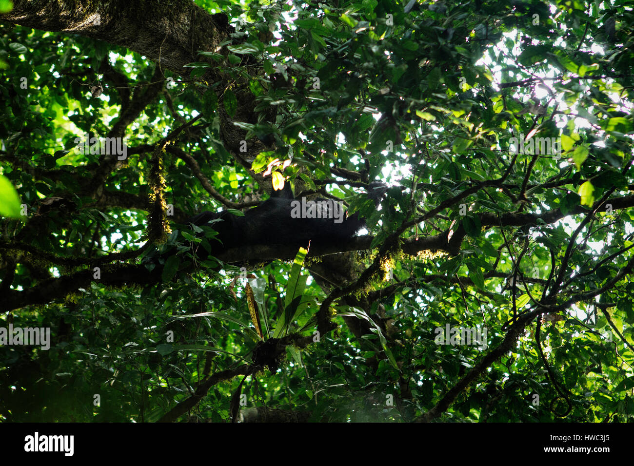 Ein Affe im Murchison Falls National Park in Uganda, Afrika. Murchison Falls National Park ist bekannt für seine Tierwelt und es gibt vier der "big Five". Der Nationalpark befindet sich im Nordwesten Ugandas und von Uganda Wildlife Authority verwaltet wird. Der Wildbestand haben sich weitgehend erholt von der Wilderei unter Idi Amin. Stockfoto
