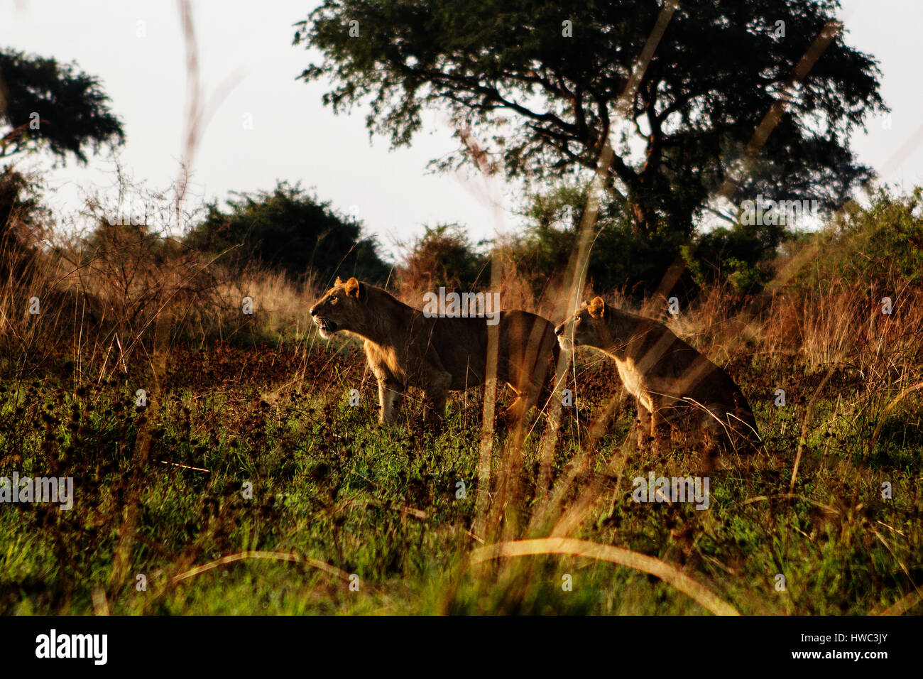 Zwei Löwen an der Murchison fällt nationalen Marke in Uganda, Afrika. Murchison Falls National Park ist bekannt für seine Tierwelt und es gibt vier der "big Five". Der Nationalpark befindet sich im Nordwesten Ugandas und von Uganda Wildlife Authority verwaltet wird. Der Wildbestand haben sich weitgehend erholt von der Wilderei unter Idi Amin. Stockfoto