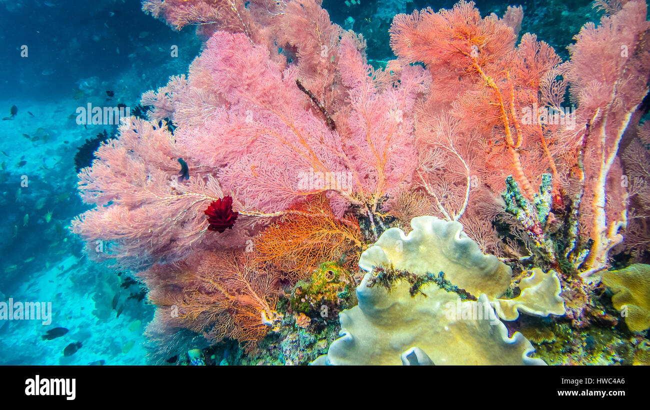 Lila bunten weichen Korallenriff und Taucher in Raja Ampat, Indonesien Stockfoto