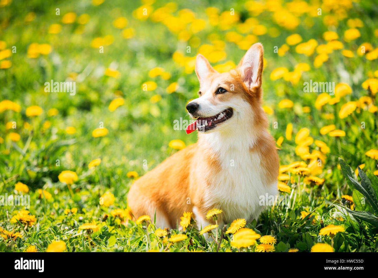 Pembroke Welsh Corgi Hund Welpen sitzen im Sommer Grasgrün. Welsh Corgi ist eine kleine Art von Herding Hund, die ihren In Wales Ursprung Stockfoto