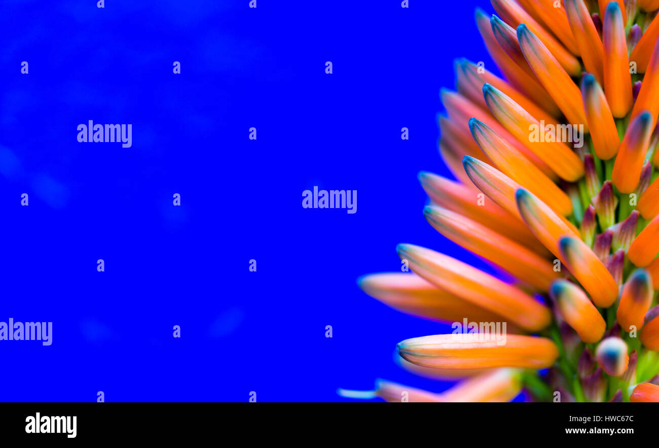 Aloe Vera. Lebendige orange Blume auf leuchtend blauem Hintergrund mit Text Platz auf der linken Seite Stockfoto