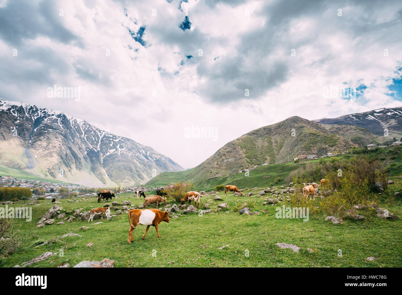 Kühe essen Rasen im Frühjahr Weiden. Grasende Kühe auf einem grünen Berghang im Frühjahr auf Berge von Georgien. Stockfoto