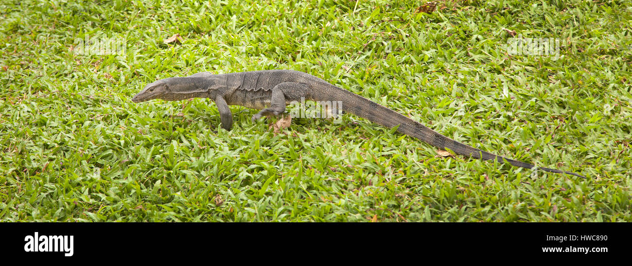 Waran ist der allgemeine Name von mehreren großen Eidechse Arten, bestehend aus der Gattung Varanus. Derzeit sind insgesamt 79 Arten anerkannt. Stockfoto