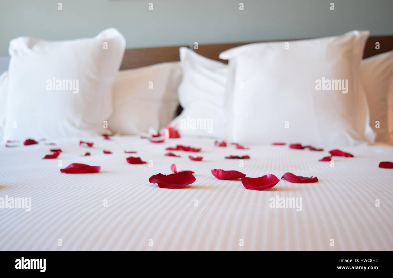 Sankt Valentin, weiße große Tagesbett mit den Rosenblättern, rote Rosenblüten auf dem großen Bett Stockfoto