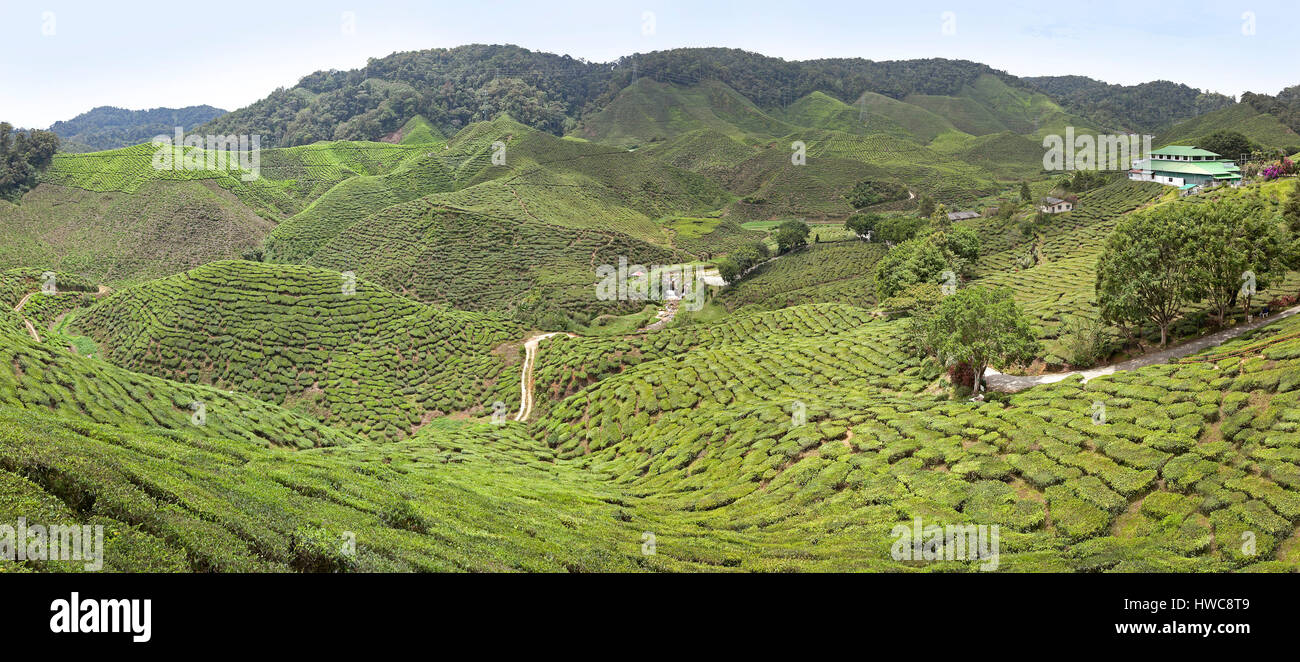 Cameron Highlands, Malaysia, Boh-Teeplantage, Panorama zeigt Weite der Teesträucher. Stockfoto