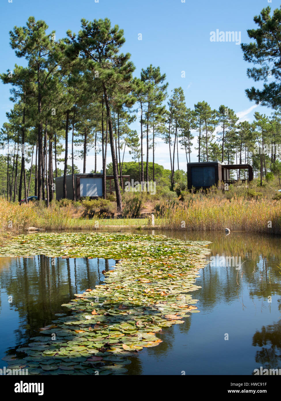 Eco-Pool mitten im Pinienwald Bäume Stockfoto