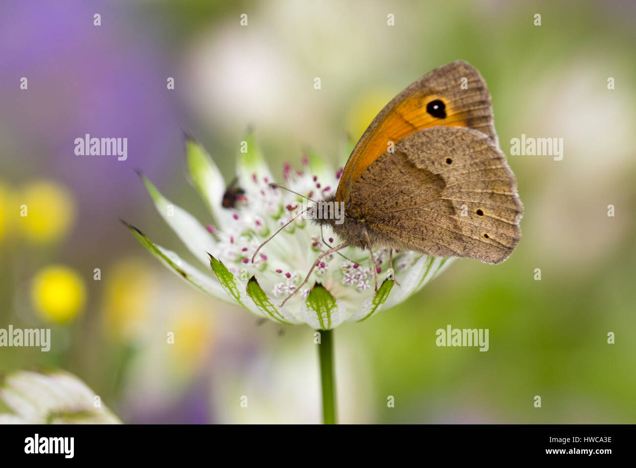 Wiese braun Schmetterling, Maniola Jurtina, ernähren sich von Astrantia große im Sommergarten Stockfoto