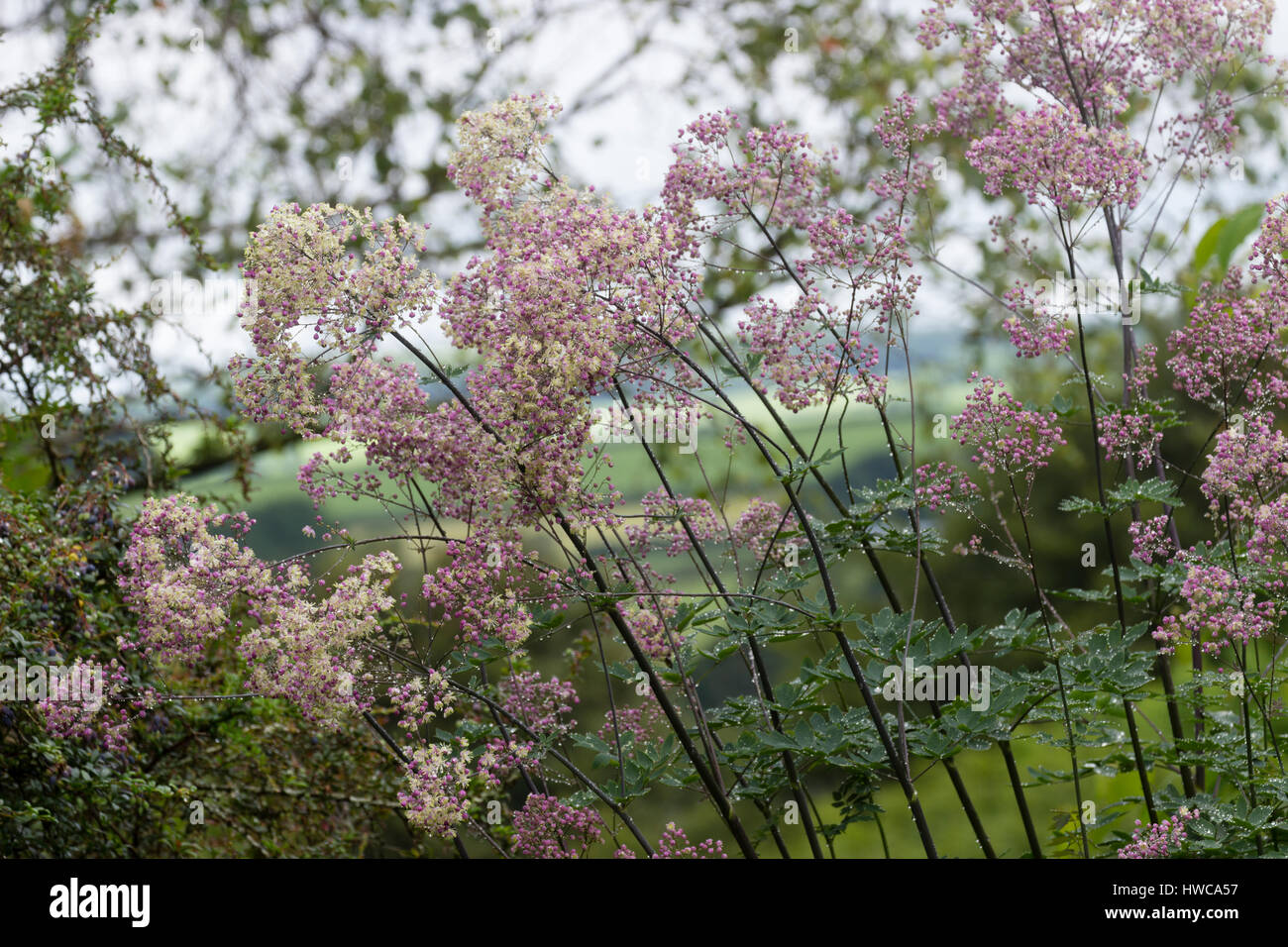 Luftig, rosa treibt, cremige Stamened Blume Sprays auf die große Wiese Rue, Thalictrum 'Elin' Stockfoto