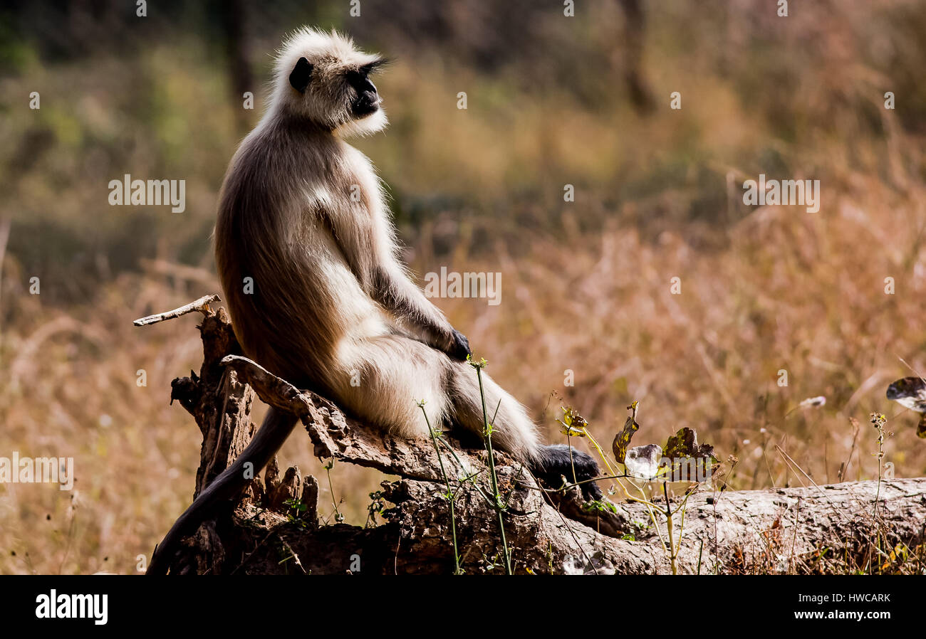 Bandhavgarh National Park; Graue Languren Stockfoto