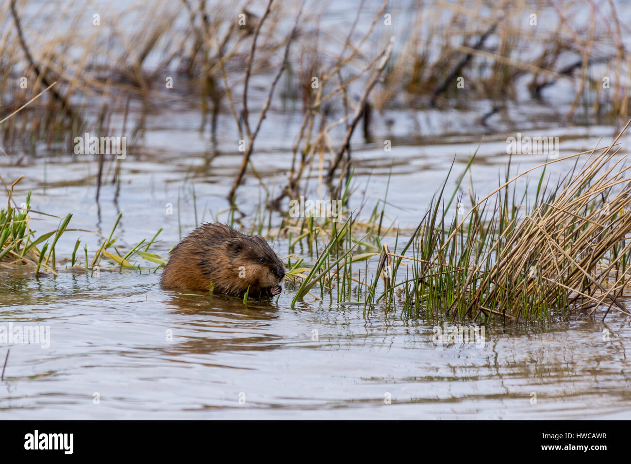 Eine Bisamratte (Ondatra Zibethicus) essen Wasserpflanzen. Stockfoto