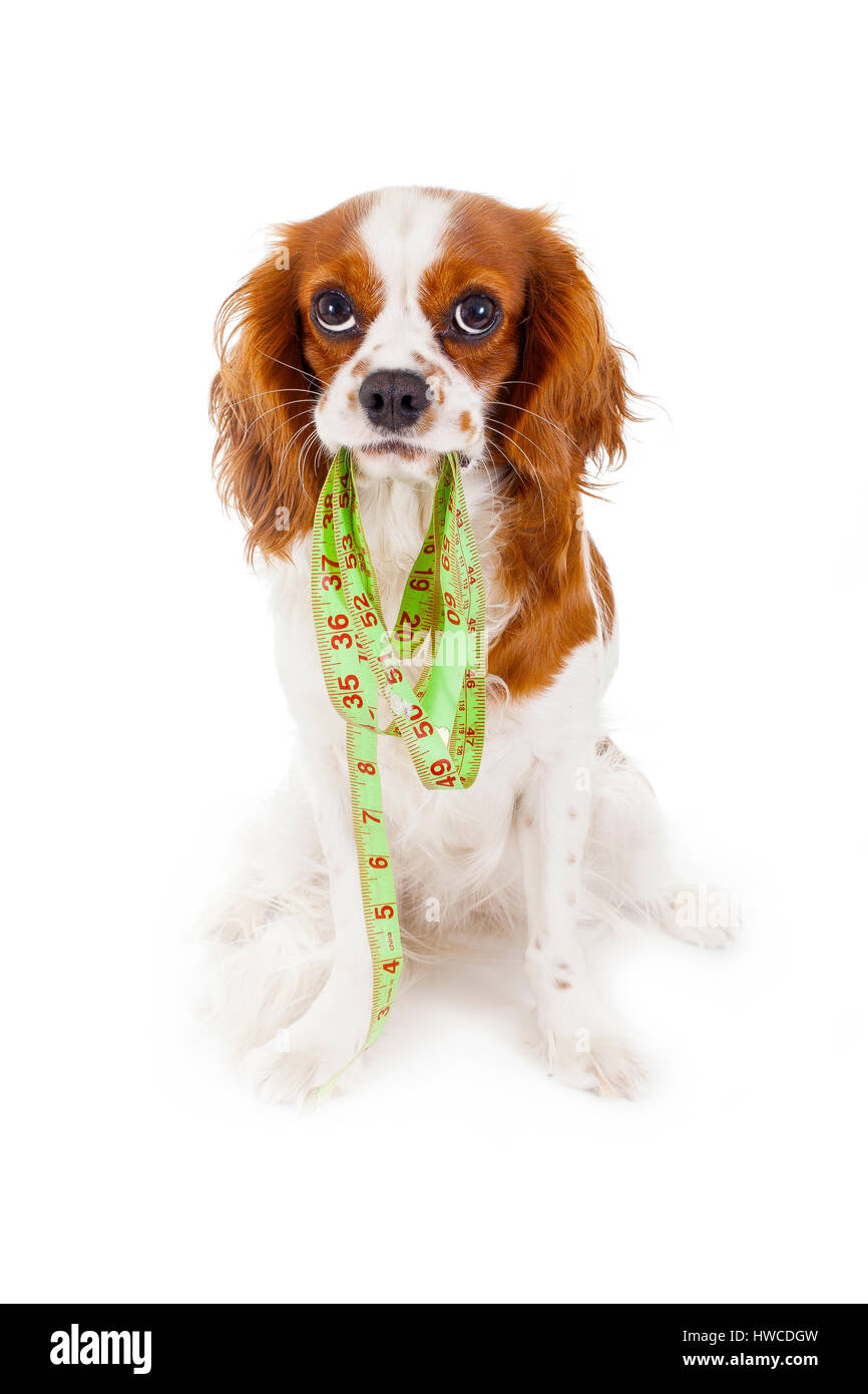 Hund-Diät-Konzept. Stockfoto