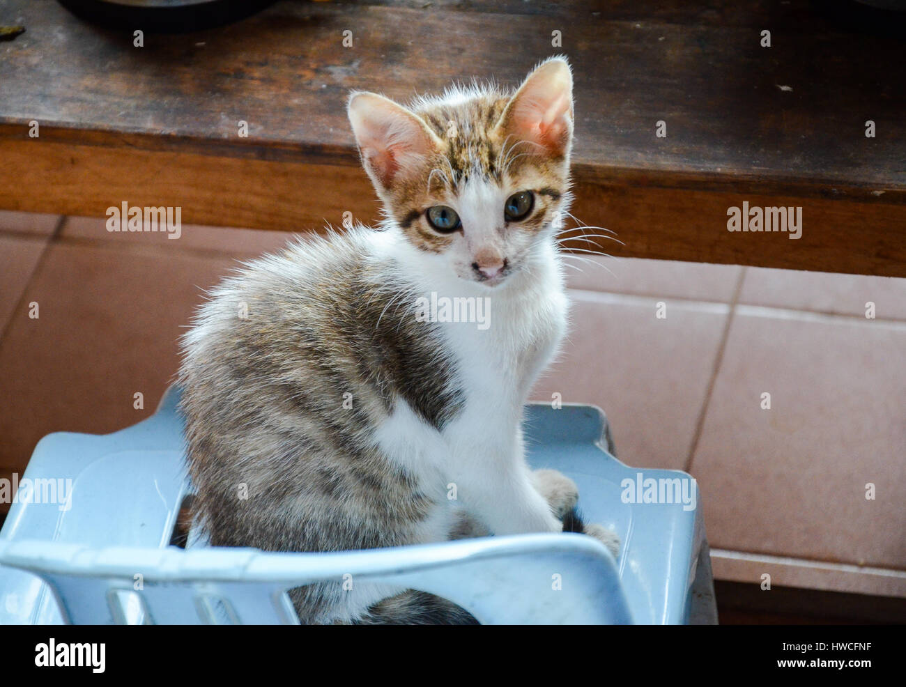 Tabby Kätzchen in der Küche Stockfoto