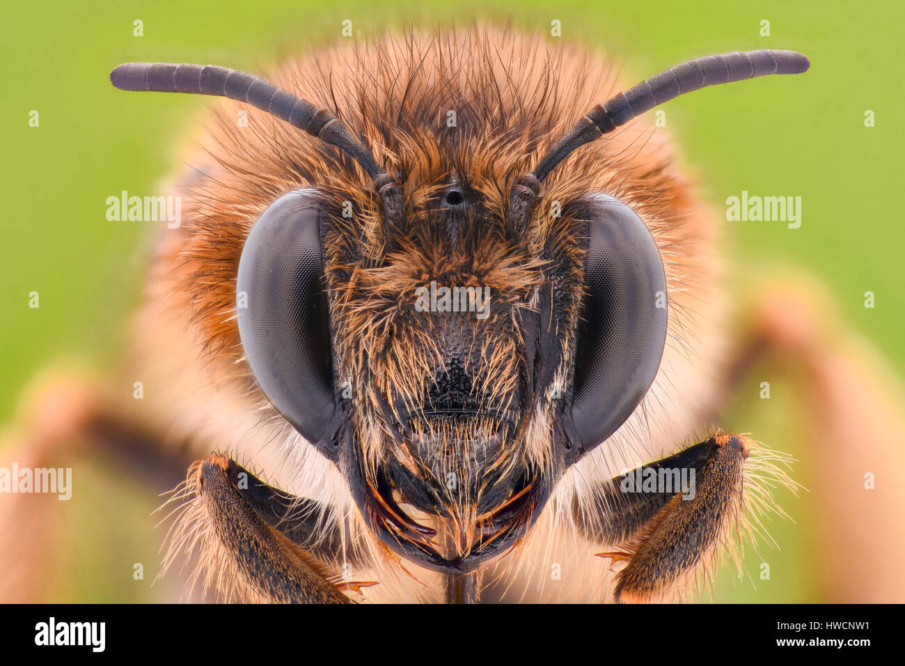 Extreme Vergrößerung - Honey Bee Stockfoto