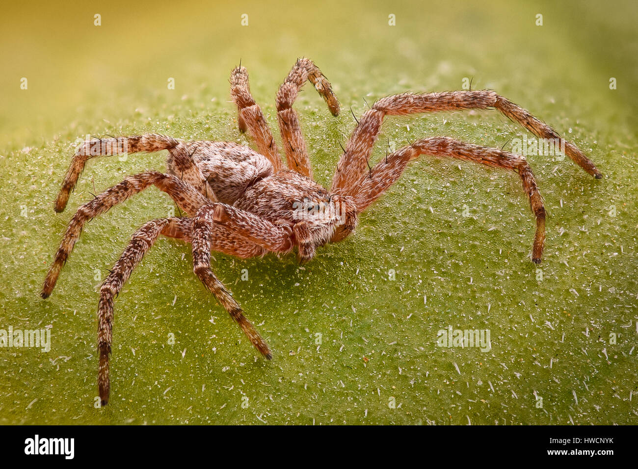 Extreme Vergrößerung - Spider auf einem Blatt Stockfoto
