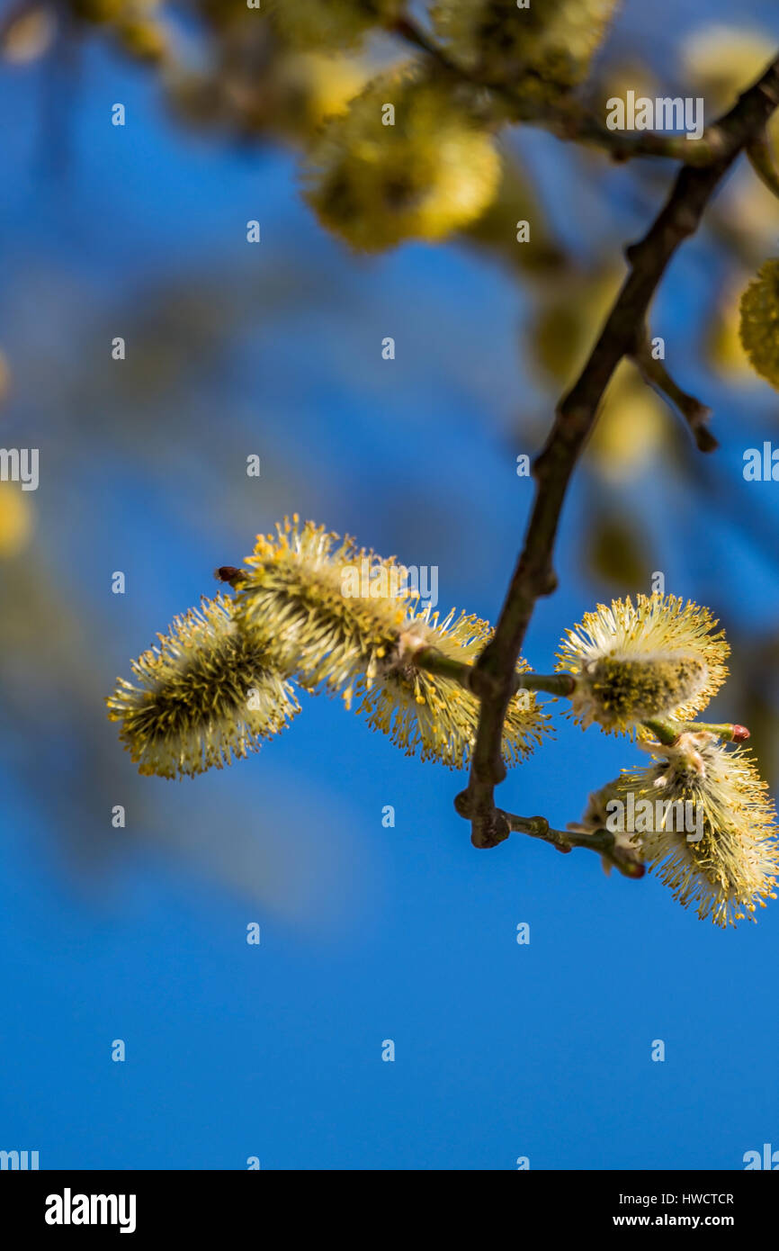 Allergie-Gefahr durch Pollen mit blühenden Sträucher im Frühjahr, Allergiegefahr Durch Pollen Bei Blühenden Sträuchern Im Frühjahr Stockfoto