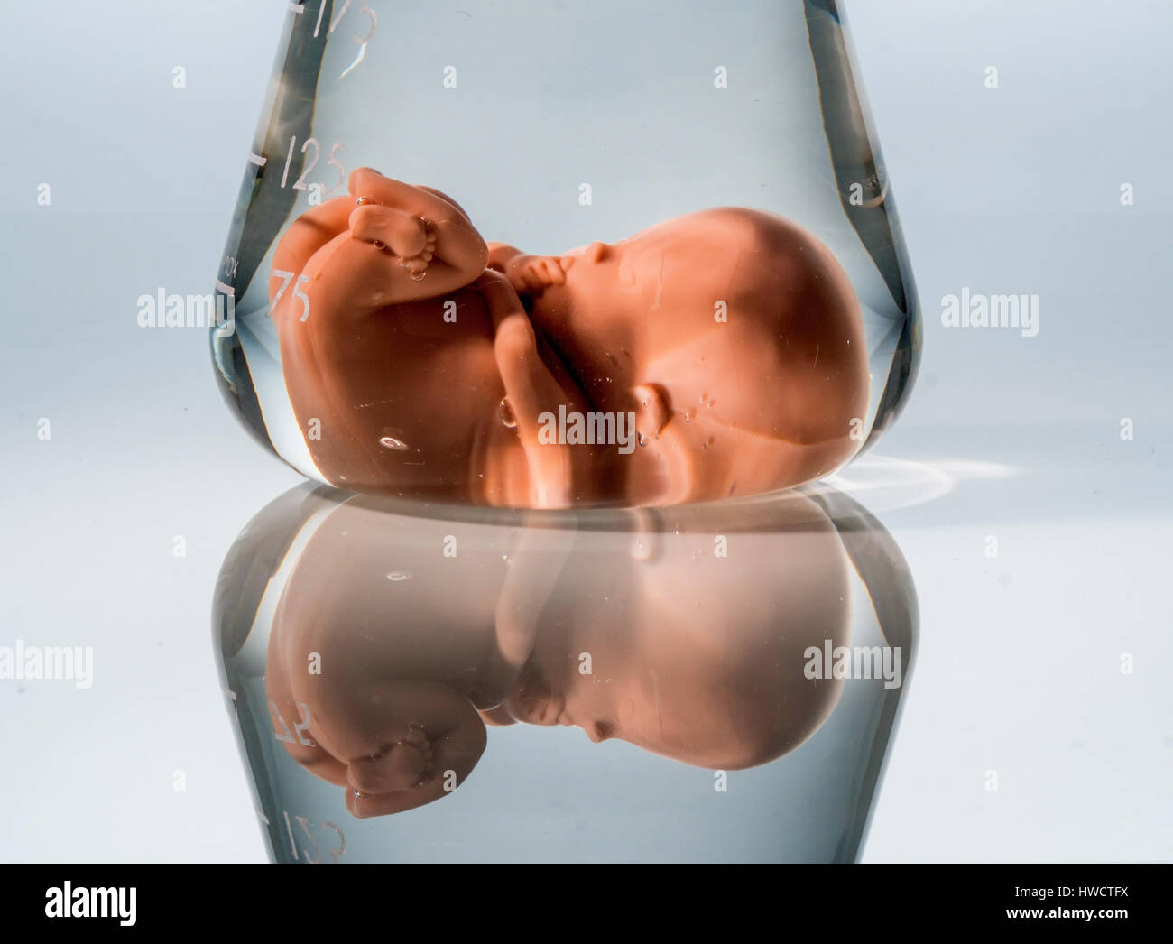 Modell eines Embryos in einem Labor-Glas. Symbolische Foto für die Schwangerschaft durch künstliche Empfängnis. Abtreibung und Genmanipulation, Modell Eines Embryos in e Stockfoto