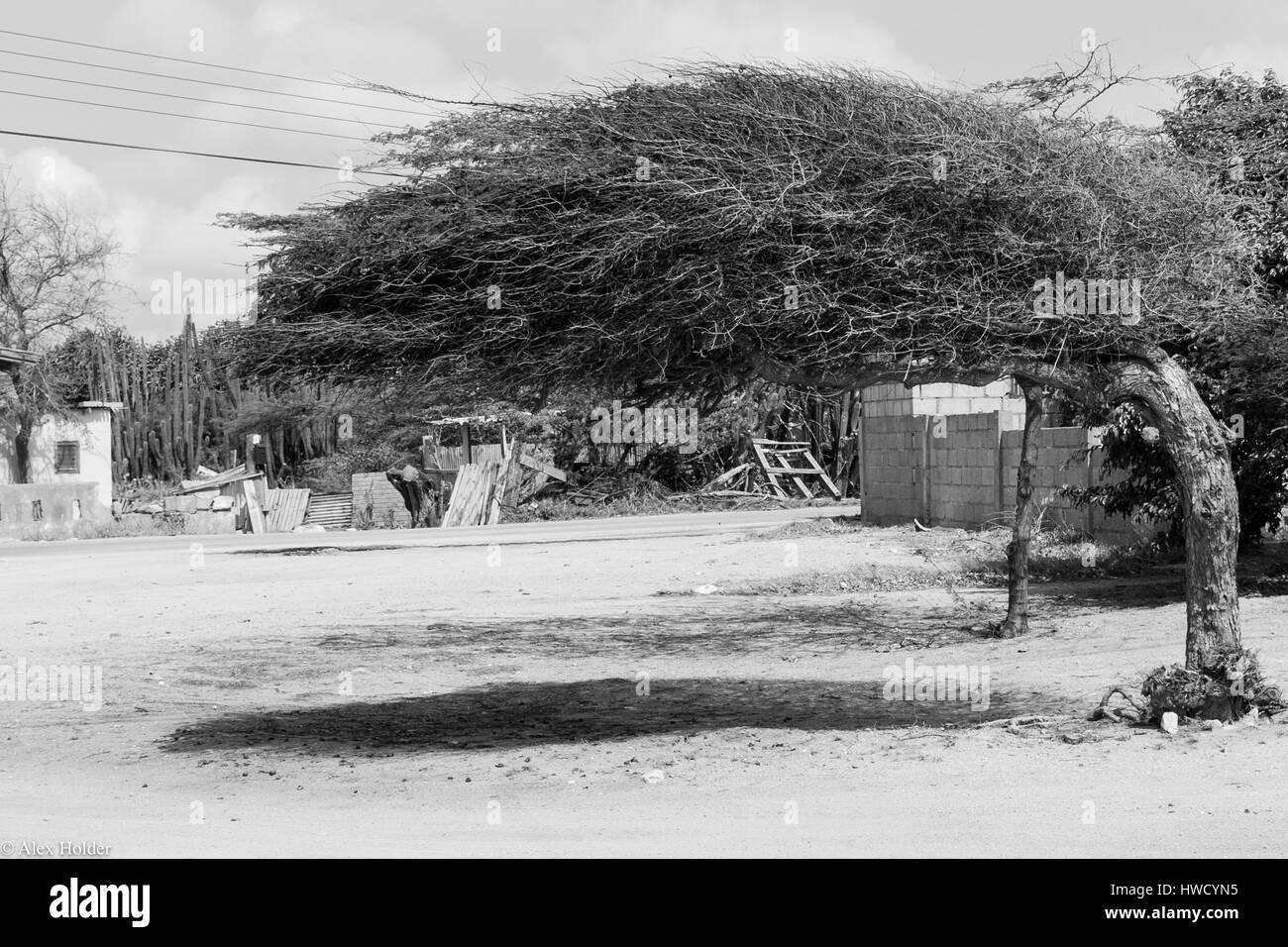 Wind fegte Baum Stockfoto