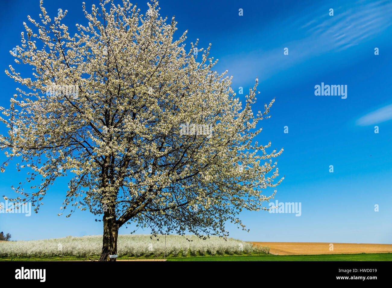 Ein blühender Obstbaum im Frühjahr. Vor dem blauen Himmel, Ein Blühender Obstbaum Im Frühling. Vor Blauem Himmel Stockfoto