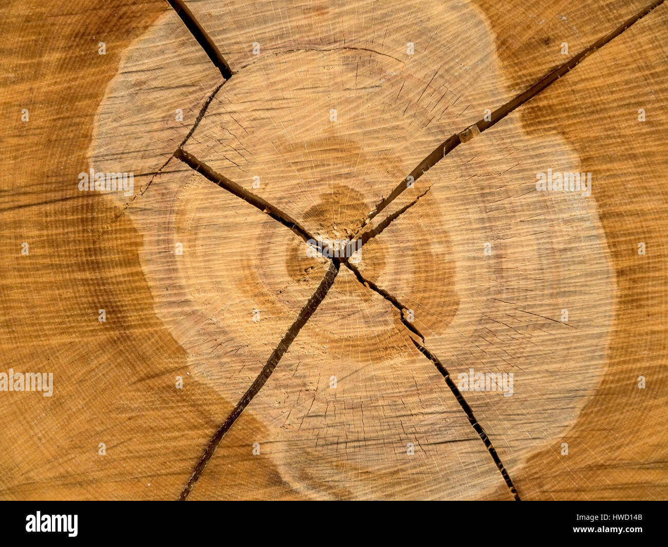 Die Jahresringe eines gefällten Baum., ringporig sterben von Einem Gefällten Baum. Stockfoto