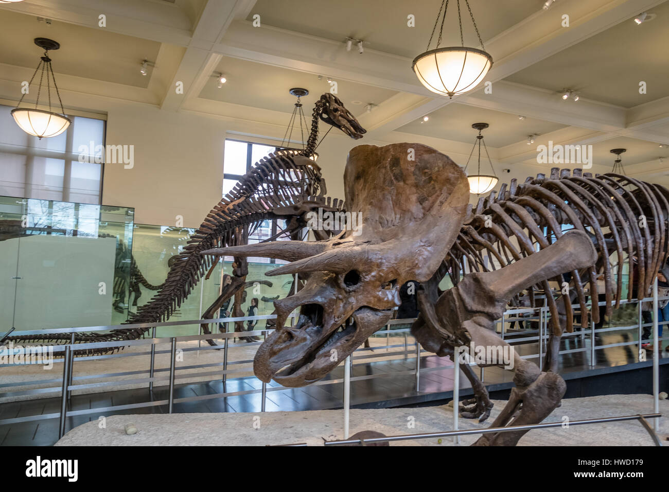 Dinossaur Fossile Modell an das American Museum of Natural History (AMNH) - New York, USA Stockfoto