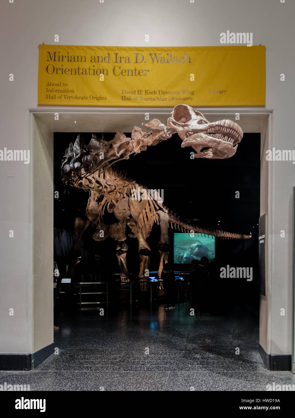 Dinossaur Fossile Modell an das American Museum of Natural History (AMNH) - New York, USA Stockfoto