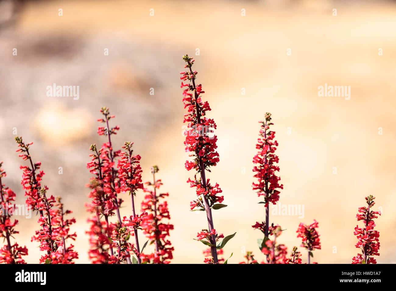 Leuchtend pink rosa scharlachrote Bugler Blumen, Penstemon Centranthifolius, Blüten in der Natur im Frühling in einem trockenen Bereich. Stockfoto